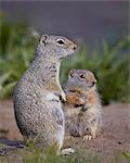 Uinta Ground Squirrel (Urocitellus armatus) adult and young, Yellowstone National Park, Wyoming, United States of  America, North America