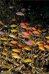 Schooling anthias.