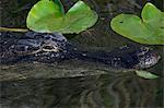 American alligator.