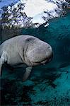 Underwater Manatee.