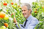 Botanist examining tomato plants in greenhouse