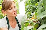 Worker examining tomato plants in greenhouse