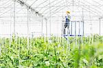 Worker adjusting sprinklers in greenhouse