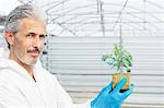 Portrait of confident botanist holding tomato plant in greenhouse