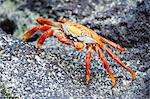 Sally Lightfoot crab (Grapsus grapsus), Galapagos, Ecuador, South America