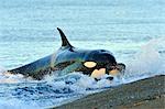 Orca (Orcinus orca) hunting South American sea lion (Otaria flavescens) at Peninsula Valdes, Patagonia, Argentina, South America