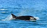 Orca (Orcinus orca), Peninsula Valdes, Patagonia, Argentina, South America