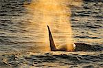 Orca (Orcinus orca) adult male, Peninsula Valdes, Patagonia, Argentina, South America