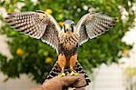 Aplomado falcon (Falco femoralis), falconry, Argentina, South America