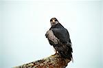 Black chested buzzard eagle (Geranoaetus melanoleucu) adult female, Santa Cruz province, Patagonia, Argentina, South America