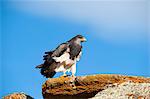Black chested buzzard eagle (Geranoaetus Melanoleucus) adult female, Santa Cruz province, Patagonia, Argentina, South America