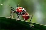 Brilliantly coloured Hemipteran, known as the True bugs, family Lygaeidae, the insect feeds on  plant sap, Maliau Basin, Sabah, Borneo, Malaysia, Southeast Asia, Asia
