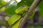 Wagler's pit viper (Tropidolaemus wagleri) a venomous green pit viper found throughout Southeast Asia, Sarawak, Borneo, Malaysia, Southeast Asia, Asia