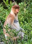 Female proboscis monkey (Nasalis larvatus), Labuk Bay Proboscis Monkey Sanctuary, Sabah, Borneo, Malaysia, Southeast Asia, Asia