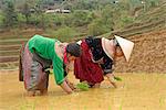 Flower Hmong ethnic group women working in the rice field, Bac Ha area, Vietnam, Indochina, Southeast Asia, Asia