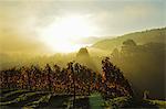 Vineyard landscape, near Buehlertal, Ortenau, Baden Wine Route, Baden-Wurttemberg, Germany, Europe