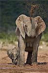 African elephant (Loxodonta africana) mother showering, Addo Elephant National Park, South Africa, Africa