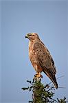 Steppe buzzard (common buzzard) (Buteo vulpinus or Buteo buteo vulpinus), Addo Elephant National Park, South Africa, Africa