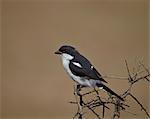 Fiscal shrike (common fiscal) (Lanius collaris), Addo Elephant National Park, South Africa, Africa, Africa