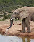 African elephant (Loxodonta africana) drinking, Addo Elephant National Park, South Africa, Africa
