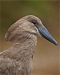 Hamerkop (Scopus umbretta), Hluhluwe Game Reserve, South Africa, Africa