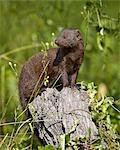 Dwarf mongoose (Helogale parvula), Kruger National Park, South Africa, Africa