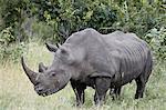 White rhinoceros (Ceratotherium simum), Kruger National Park, South Africa, Africa