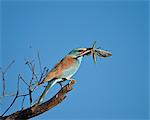 European Roller (Coracias garrulus) with a Winged Predatory Katydid (Clonia wahlbergi), Kruger National Park, South Africa, Africa