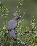 Grey Lourie (Go-Away Bird) (Corythaixoides concolor), Kruger National Park, South Africa, Africa