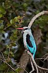 Woodland Kingfisher (Halcyon senegalensis), Kruger National Park, South Africa, Africa