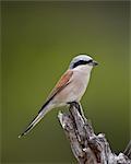 Male Red-Backed Shrike (Lanius collurio), Kruger National Park, South Africa, Africa