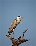 Gray Heron (Grey Heron) (Ardea cinerea), Kruger National Park, South Africa, Africa