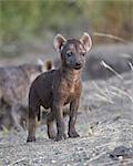 Spotted Hyena (Spotted Hyaena) (Crocuta crocuta) pup, Kruger National Park, South Africa, Africa