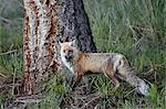 Red Fox (Vulpes vulpes) (Vulpes fulva), Yellowstone National Park, Wyoming, United States of America, North America