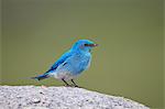 Mountain Bluebird (Sialia currucoides) male, Yellowstone National Park, Wyoming, United States of America, North America