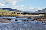 Line of Bison (Bison bison) crossing the Lamar River, Yellowstone National Park, UNESCO World Heritage Site, Wyoming, United States of America, North America