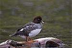 Female Barrow's Goldeneye (Bucephala islandica), Yellowstone National Park, Wyoming, United States of America, North America