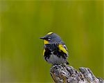 Male Audubon's Yellow-Rumped Warbler (Dendroica coronata auduboni), Yellowstone National Park, Wyoming, United States of America, North America