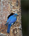 Male Mountain Bluebird (Sialia currucoides) with food at the nest, Yellowstone National Park, Wyoming, United States of America, North America