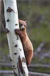 Cinnamon Black Bear (Ursus americanus) yearling cub climbing a tree, Yellowstone National Park, Wyoming, United States of America, North America