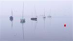 Swallows flying past boats on a foggy autumn morning at Wimbleball Lake, Exmoor, Somerset, England, United Kingdom, Europe