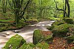 The River Fowey flowing though Draynes Wood at Golitha Falls National Nature Reserve in autumn, Cornwall, England, United Kingdom, Europe