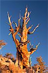 Bristlecone Pine tree in the Ancient Bristlecone Pine Forest, California, United States of America, North America