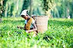 Female tea picker with basket on headband working in tea plantation, Jorhat district, Assam, India, Asia