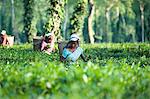 Female tea pickers working in a tea plantation amongst trees and climbing pepper plants, Jorhat district, Assam, India, Asia