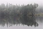 Misty morning reflections on an autumn morning at Tarn Hows, Lake District National Park, Cumbria, England, United Kingdom, Europe