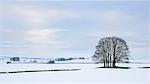 A small copse of trees in the winter snow near Malham, Yorkshire Dales, Yorkshire, England, United Kingdom, Europe