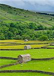 The barns, dry stone walls and buttercup meadows at Gunnerside, Swaledale, North Yorkshire, Yorkshire, England, United Kingdom, Europe