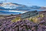 Jenny Twigg and her daughter Tib, gritstone formations on heather covered moors, Upper Nidderdale, North Yorkshire, Yorkshire, England, United Kingdom, Europe