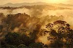 Misty rainforest at sunrise, Danum Valley, Sabah, Borneo